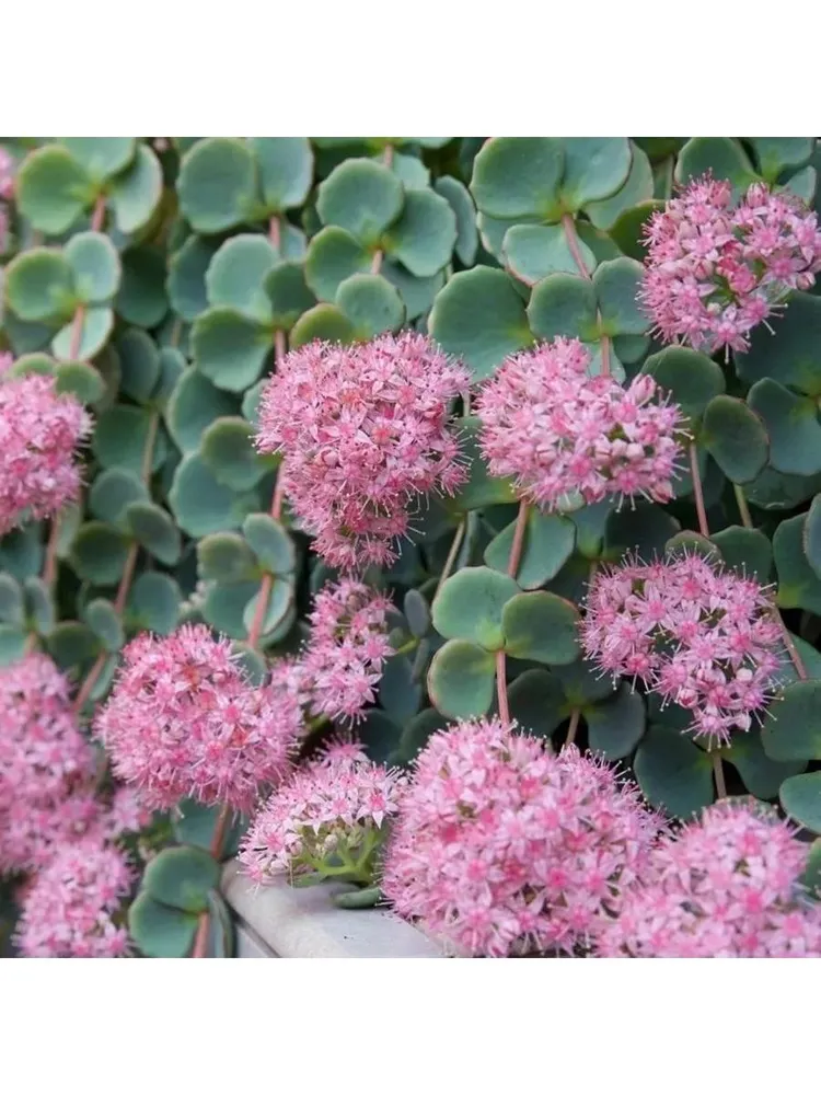 Очиток Зибольда (Sedum sieboldii)