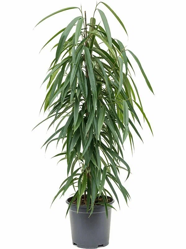 Фикус биннендийка "Alii"