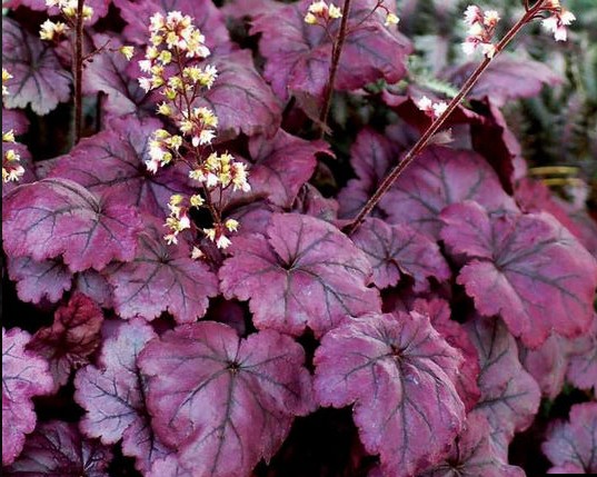 Гейхера (Heuchera) «Plum Royale»
