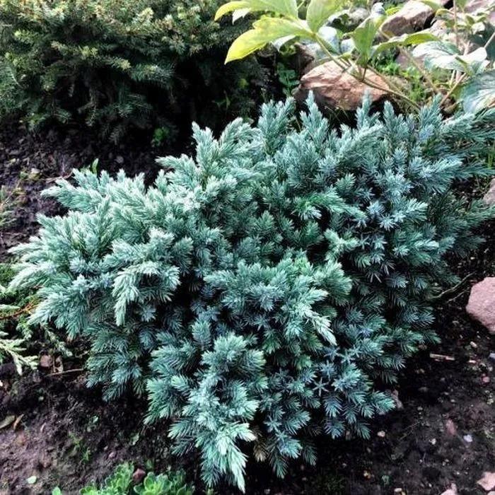 Можжевельник чешуйчатый (Juniperus squamata)              “Blue Compact”