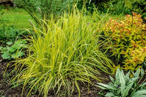 Лисохвост луговой (Aureovariegatus)