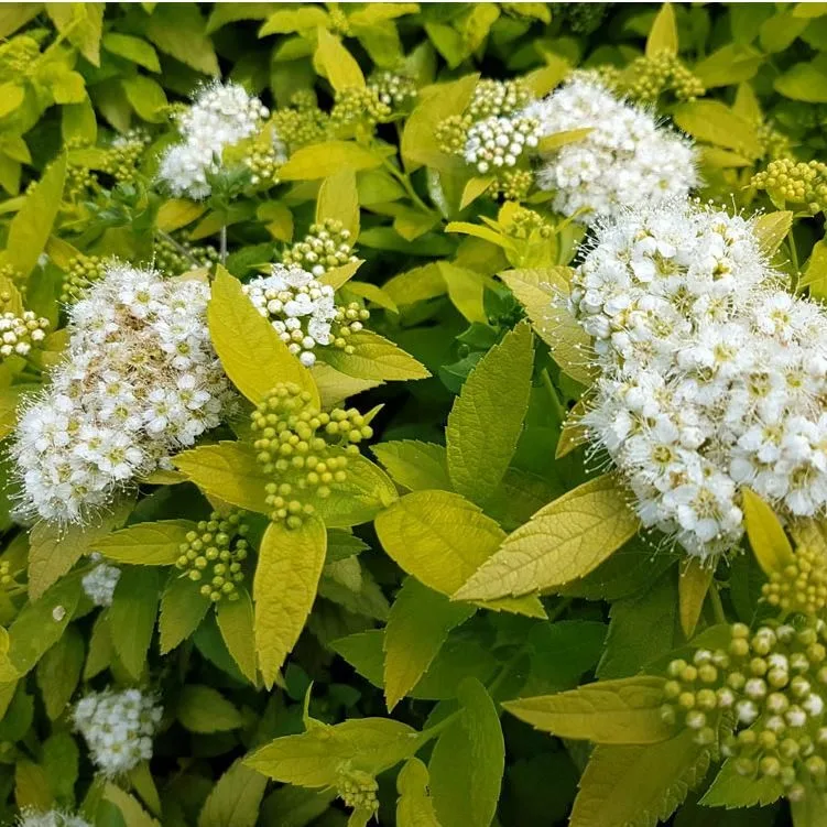Спирея японская "White Gold"