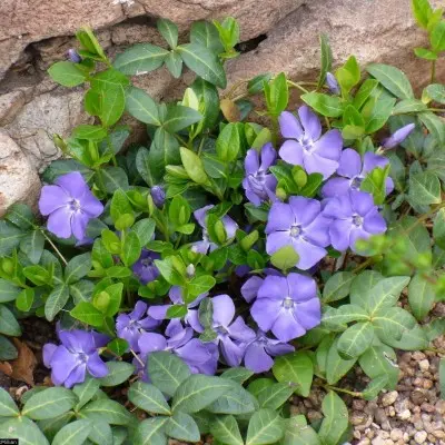 Барвинок малый (Vinca minor) «Seng»