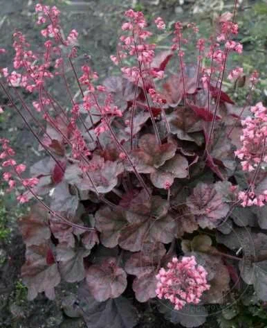 Гейхера (Heuchera) «Cassis»