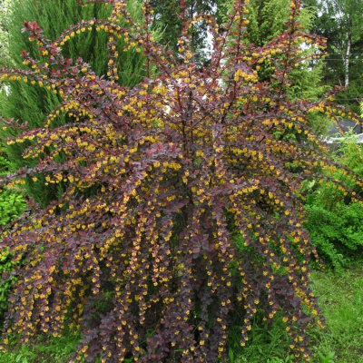 Барбарис оттавский (Berberis)           «Superba»
