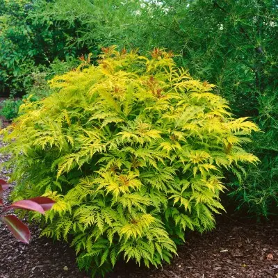 Бузина черная (Sambucus nigra) «Golden Tower»