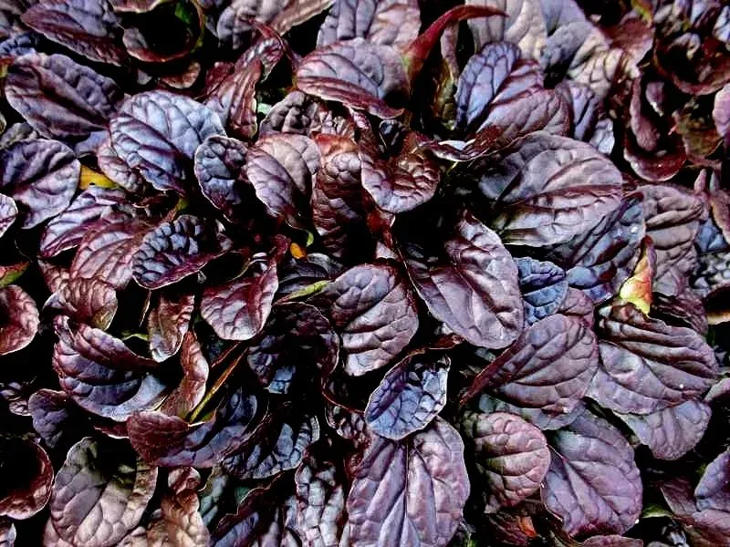 Живучка ползучая (Ajuga reptans) «Mahogany»