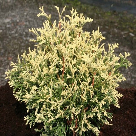 Туя западная (Thuja occidentalis) «Piccadilly»