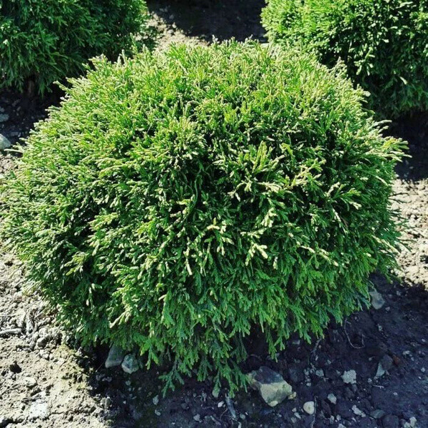 Туя западная (Thuja occidentalis)     "Little Gem"
