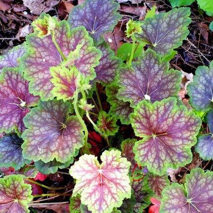 Гейхера (Heuchera) «Knock Out»