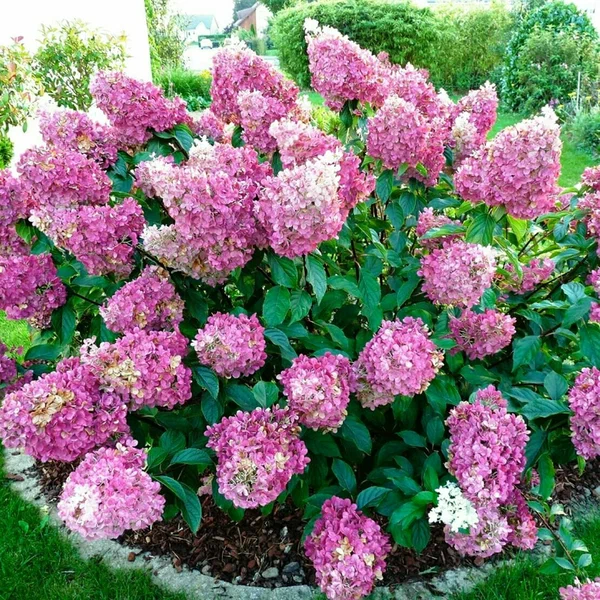 Гортензия метельчатая (Hydrangea paniculata) “Sundae Freise”