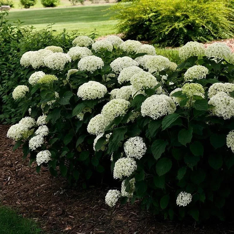 Гортензия древовидная (Hydrangea arborescens)  “Bella Ragazza Limetta”