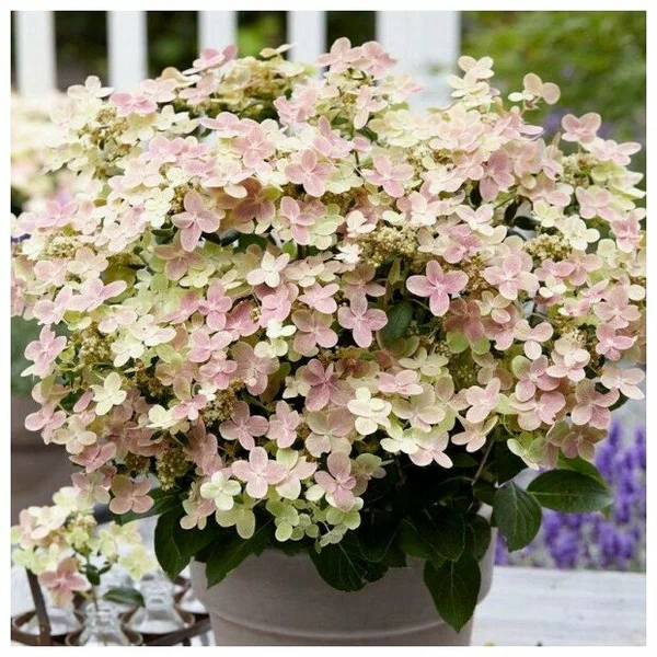 Гортензия метельчатая  "Polestarr"