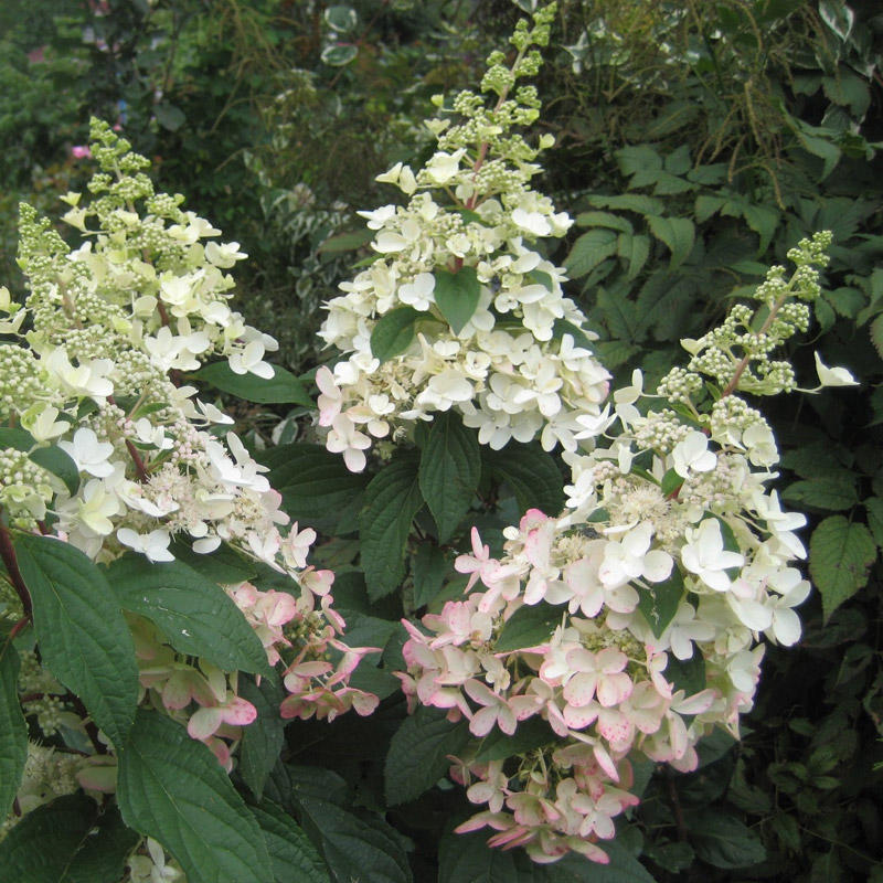 Гортензия метельчатая (Hydrangea paniculata) “Candlelight”