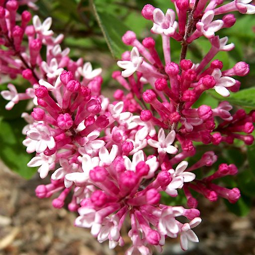 Сирень Мейери (Syringa meyeri) «Tinkerbell»