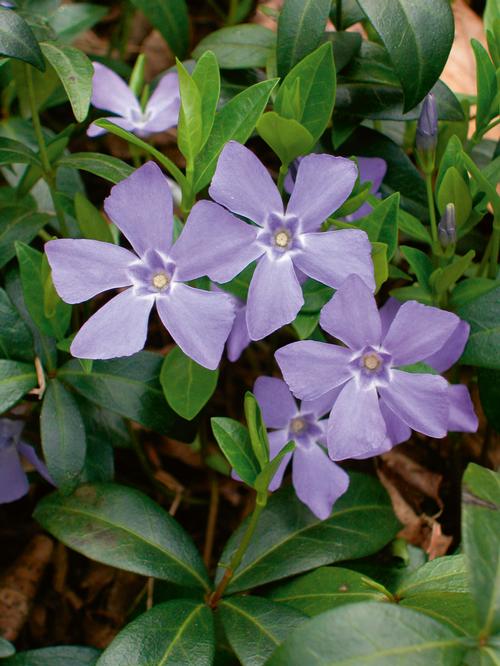 Барвинок малый  (Vinca minor) "Bowles Variety"