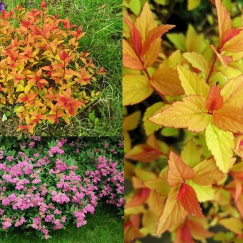 Спирея японская (Spiraea japonica) “Firelight”