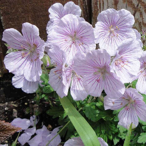 Герань кроваво-красная (Geranium sanguineum) "Apfelblute"