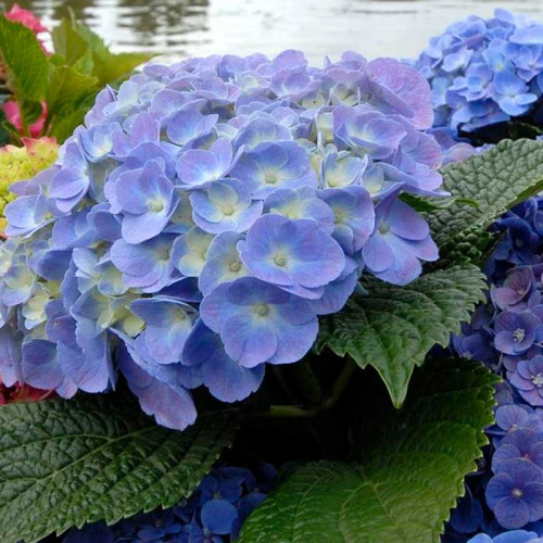 Гортензия крупнолистная (Hydrangea macrophylla) «Forever & Ever Blue»