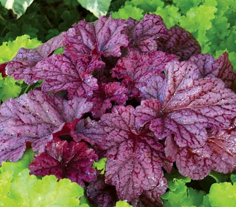 Гейхера (Heuchera) «Berry Smoothie»
