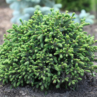 Ель сизая (Picea glauca) «Echiniformis»