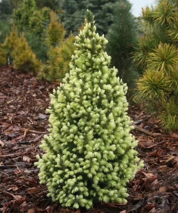 Ель колючая (Picea pungens) 'Sun on the Sky'