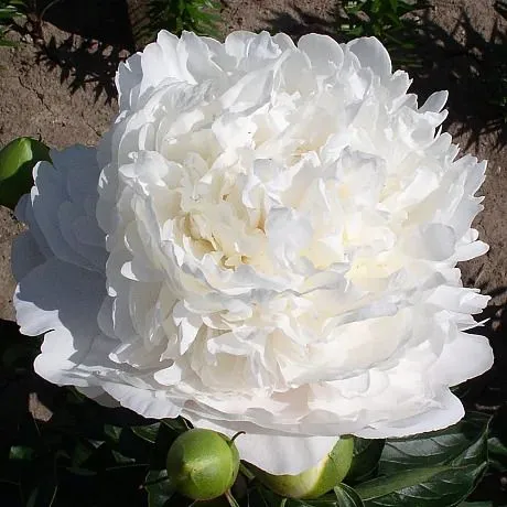 Moon over Barrington