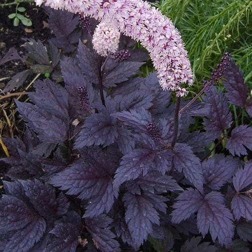 Клопогон (Cimicifuga ramosa) «Black Negligee»