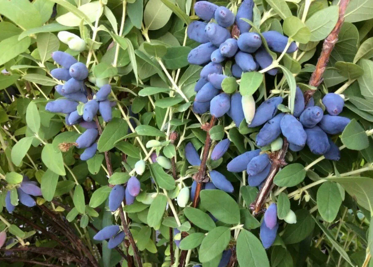 Жимолость(ком)