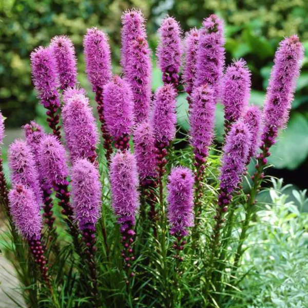 Лиатрис колосковый (Liātris spicāta) "Kobold"