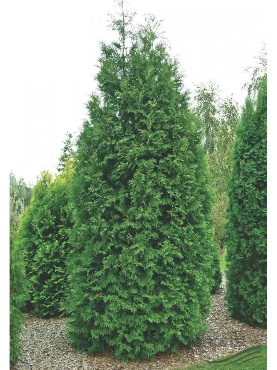 Туя западная (Thuja occidentalis) 'Brabant'