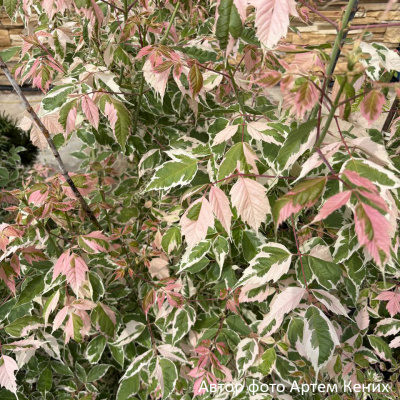 Клен ясенелистный (Acer negundo) 'Flamingo'