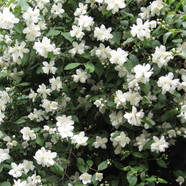 Чубушник (Philadelphus) "Юннат"