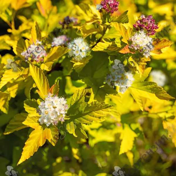 Пузыреплодник калинолистный (Physocarpus opulifolius)                «Magical Raspberry Lemon»