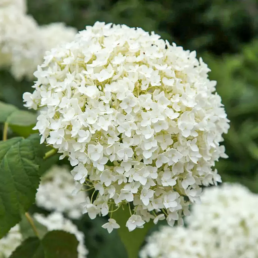 Гортензия древовидная (Hydrangea arborescens) «Annabelle»