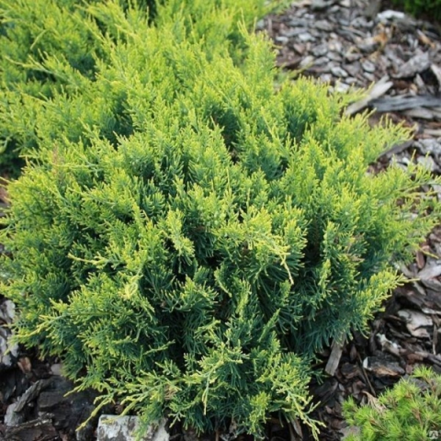 Можжевельник виргинский (Juniperus virginiana) «Golden Spring»