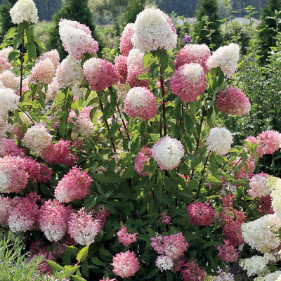 Гортензия метельчатая "Dolly"