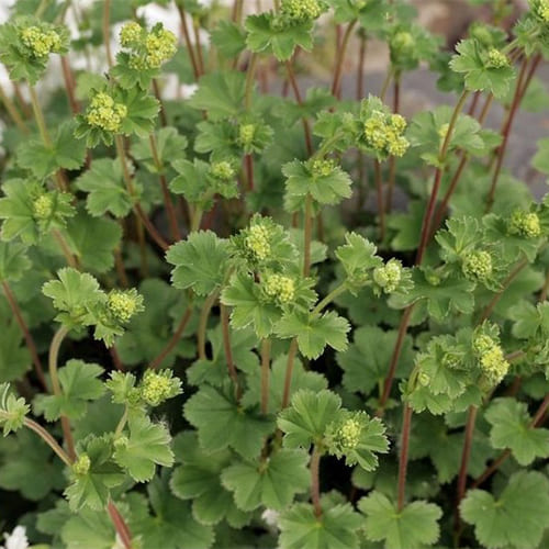 Манжетка красночерешковая