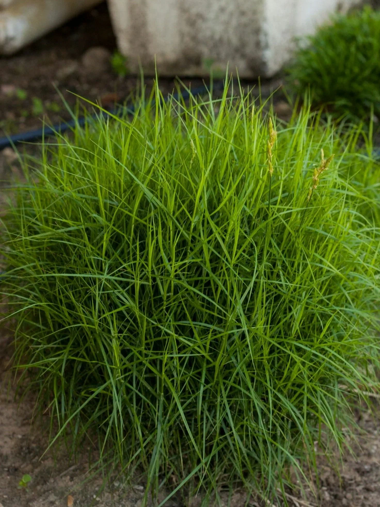 Осока пальмолистная 