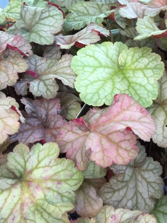 Гейхера (Heuchera) «Pinot Gris»