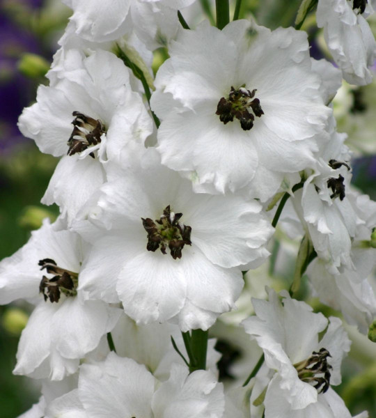 Дельфиниум «Magic Fountain White Dark Bee»