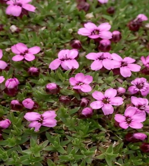 Смолевка бесстебельная