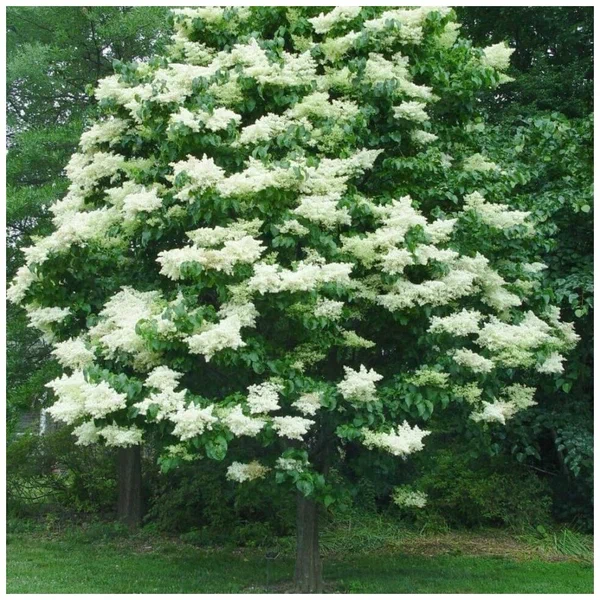 Сирень амурская (Syringa)