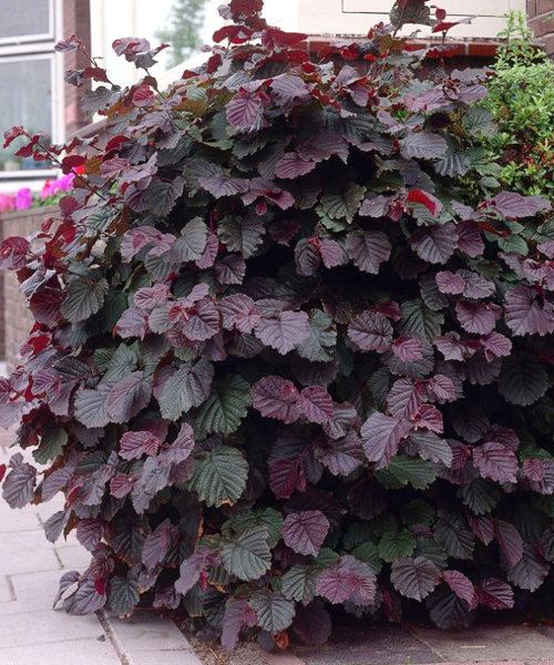 Лещина большая (Corylus)              ‘Purpurea'