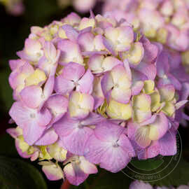Гортензия крупнолистная (Hydrangea macrophylla) Endless Summer  "Bloom Star"