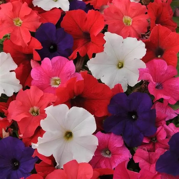 Петуния многоцветковая(Petunia multiflora)«EZ Rider»