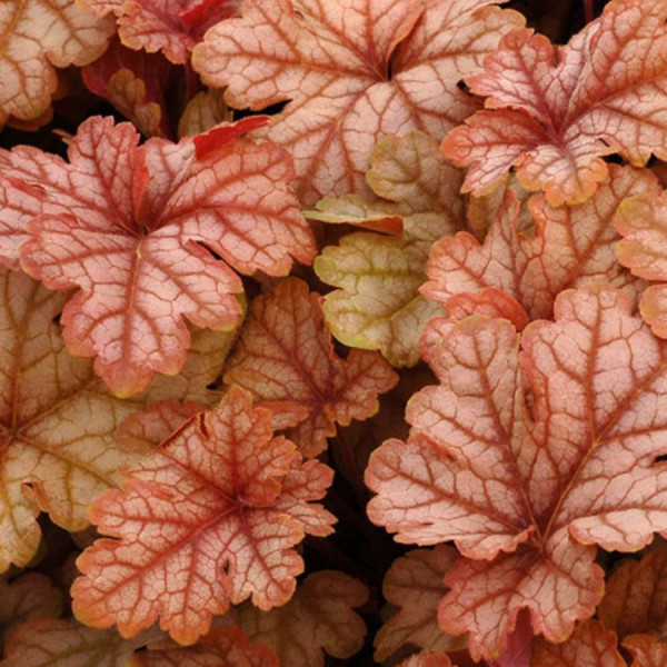 Гейхерелла  (Heucherella)          «Honey Rose»