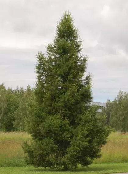 Лиственница сибирская (Larix sibirica)