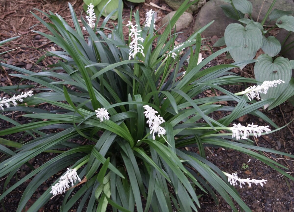 Офиопогон  японский