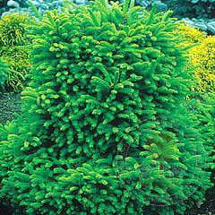 Ель обыкновенная "Barryi"